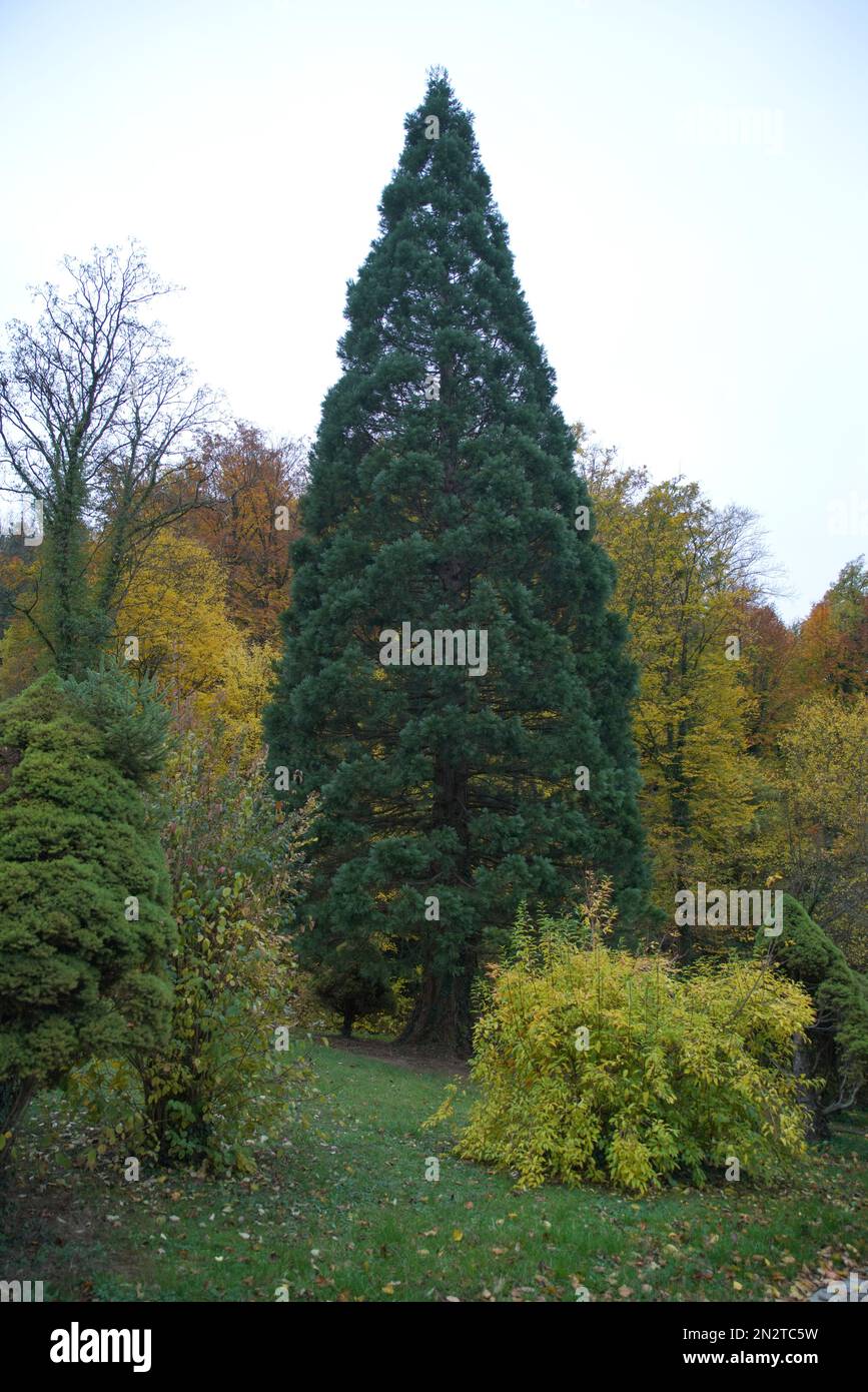 Bäume, Hecken und Zierpflanzen im Klostergarten Schöntal Banque D'Images