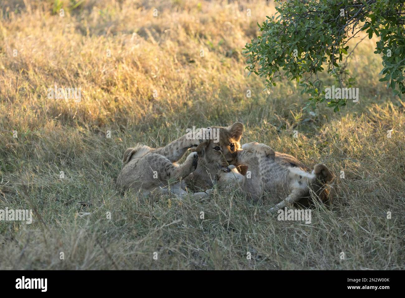 Chasse au lion, delta d'Okavango, Botswan Banque D'Images