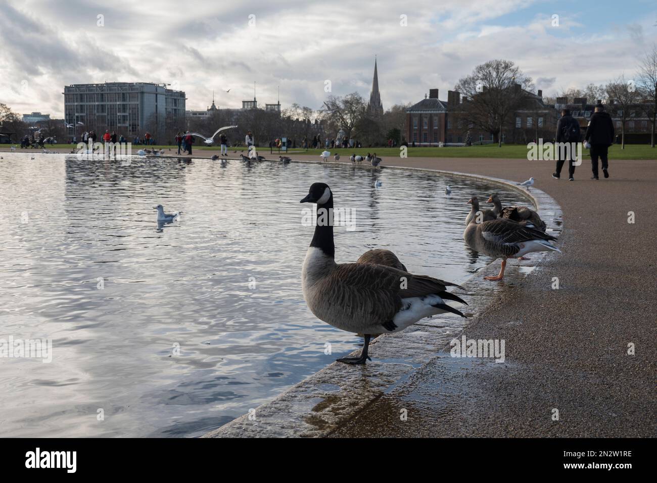 La bernache du Canada se tient à côté de l'étang rond dans les jardins de Kensington avec le Palais de Kensington derrière, Londres, Angleterre, Royaume-Uni, Europe Banque D'Images