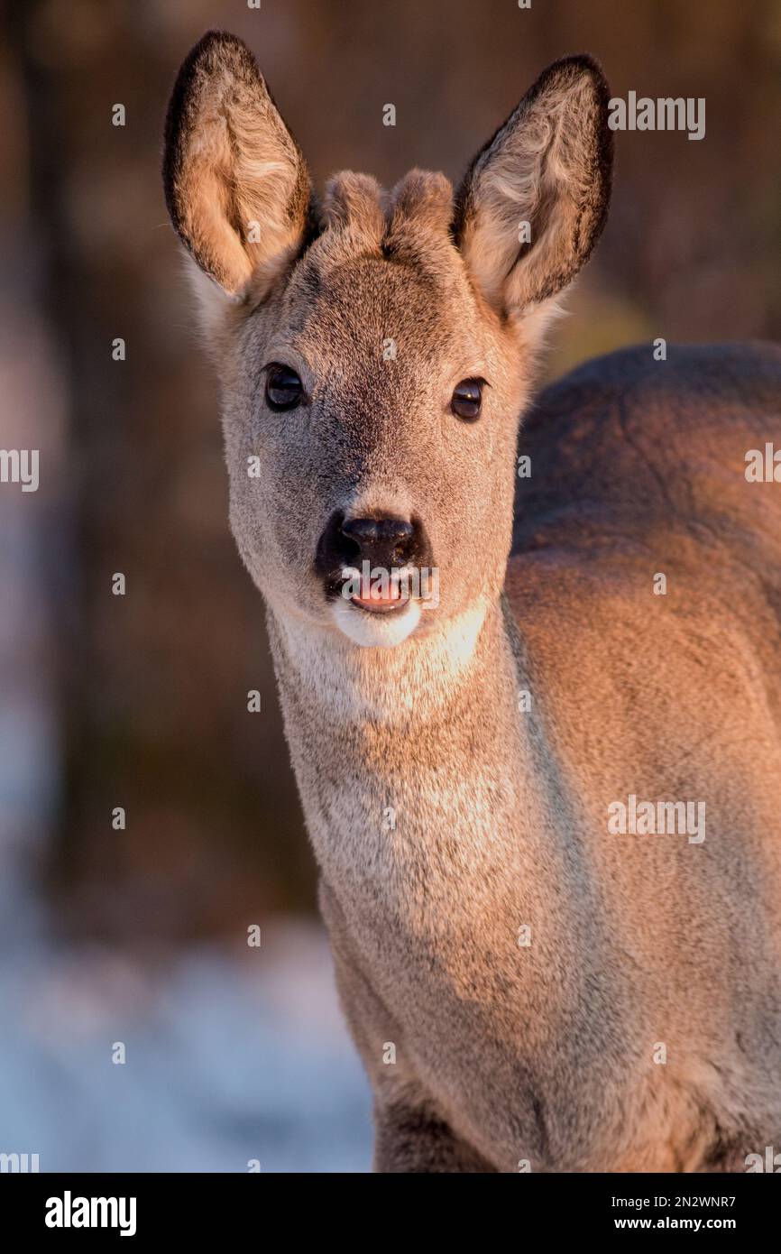 Portrait de l'heure d'or d'un mignon petit buck de roe (Capreolus capreolus) avec de minuscules bois de velours par une froide journée d'hiver. Sa bouche est ouverte pendant qu'il est en train de regarder Banque D'Images