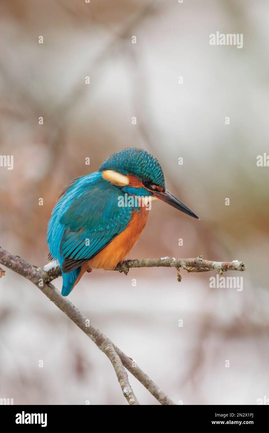 Rare le kingfisher commun est à la recherche de proies en hiver Banque D'Images Rare le kingfisher commun est à la recherche de proies en hiver Banque D'Images