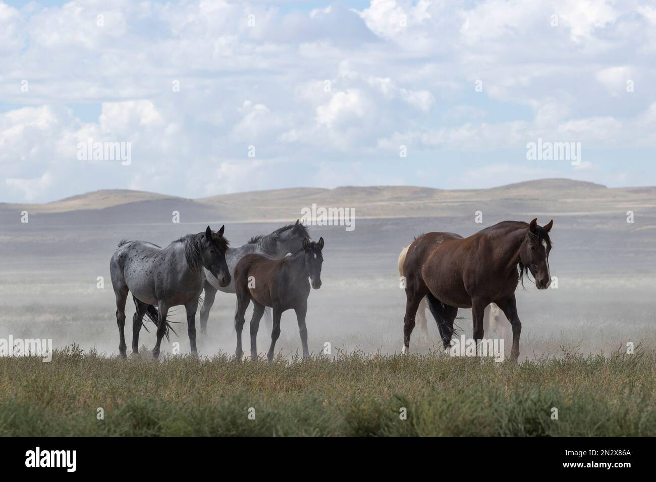 Chevaux onaqui sauvages, Utah, États-Unis Banque D'Images