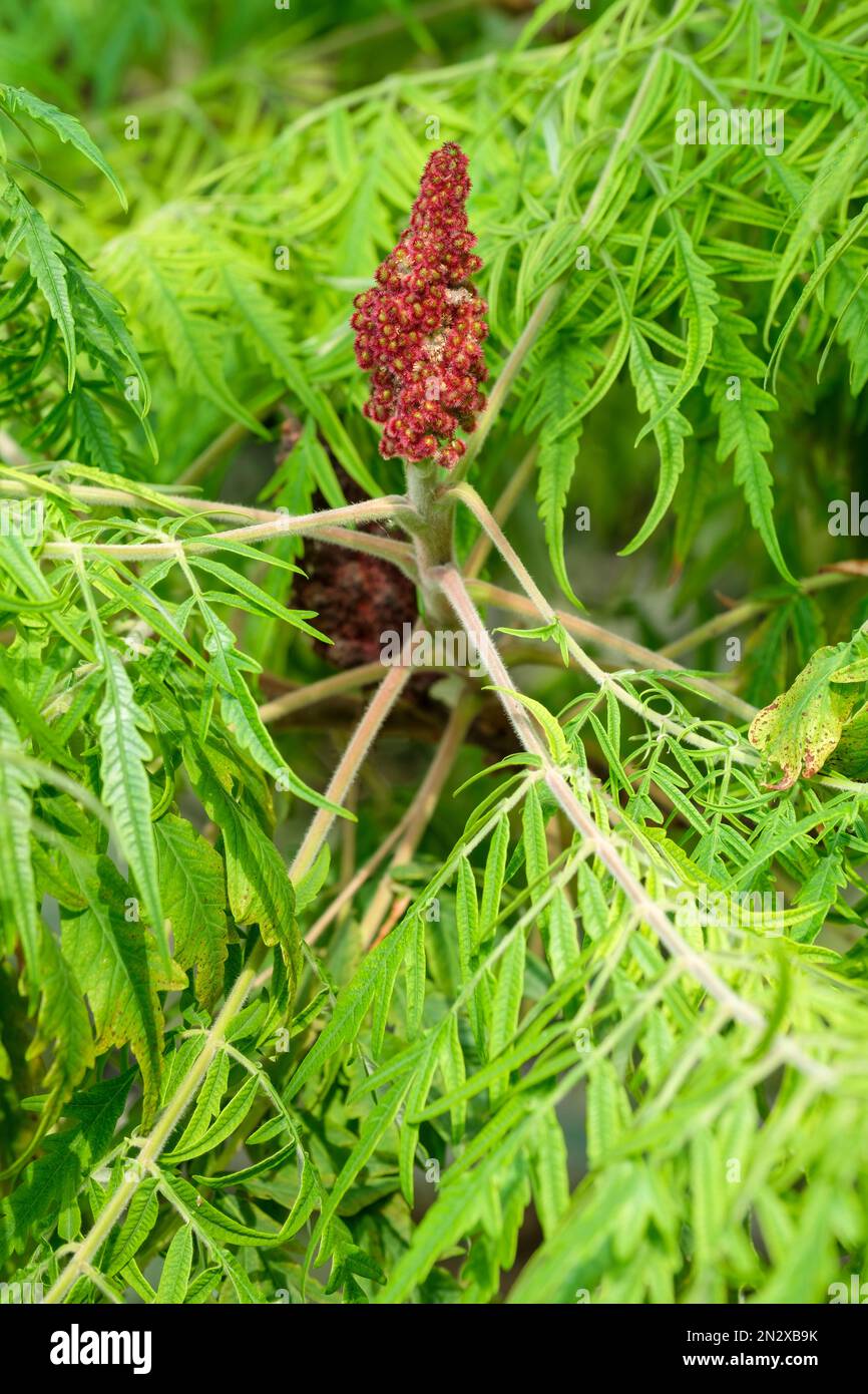 Rhus typhina Dissecta, sommateur de cerf à feuilles coupées, cônes d'arbustes décidus de petites fleurs vert jaunâtre Banque D'Images Rhus typhina Dissecta, sommateur de cerf à feuilles coupées, cônes d'arbustes décidus de petites fleurs vert jaunâtre Banque D'Images