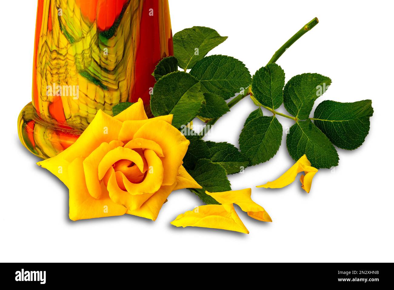 Vue sur une rose jaune en fleurs avec des feuilles vertes et vase en céramique coloré isolé sur fond blanc avec passe-cheveux. Banque D'Images