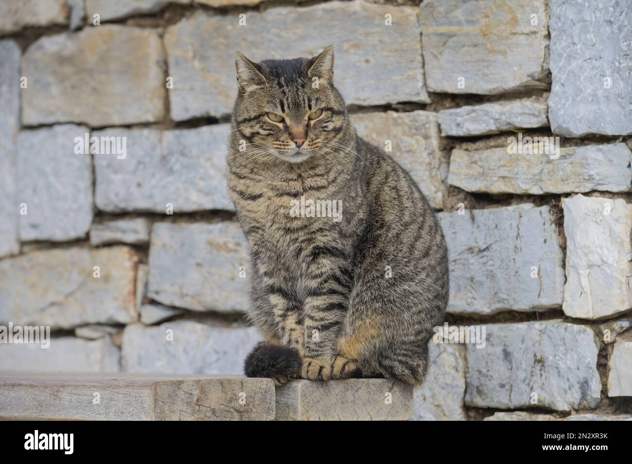 Katze an der Akropolis, Athen, Griechenland Banque D'Images