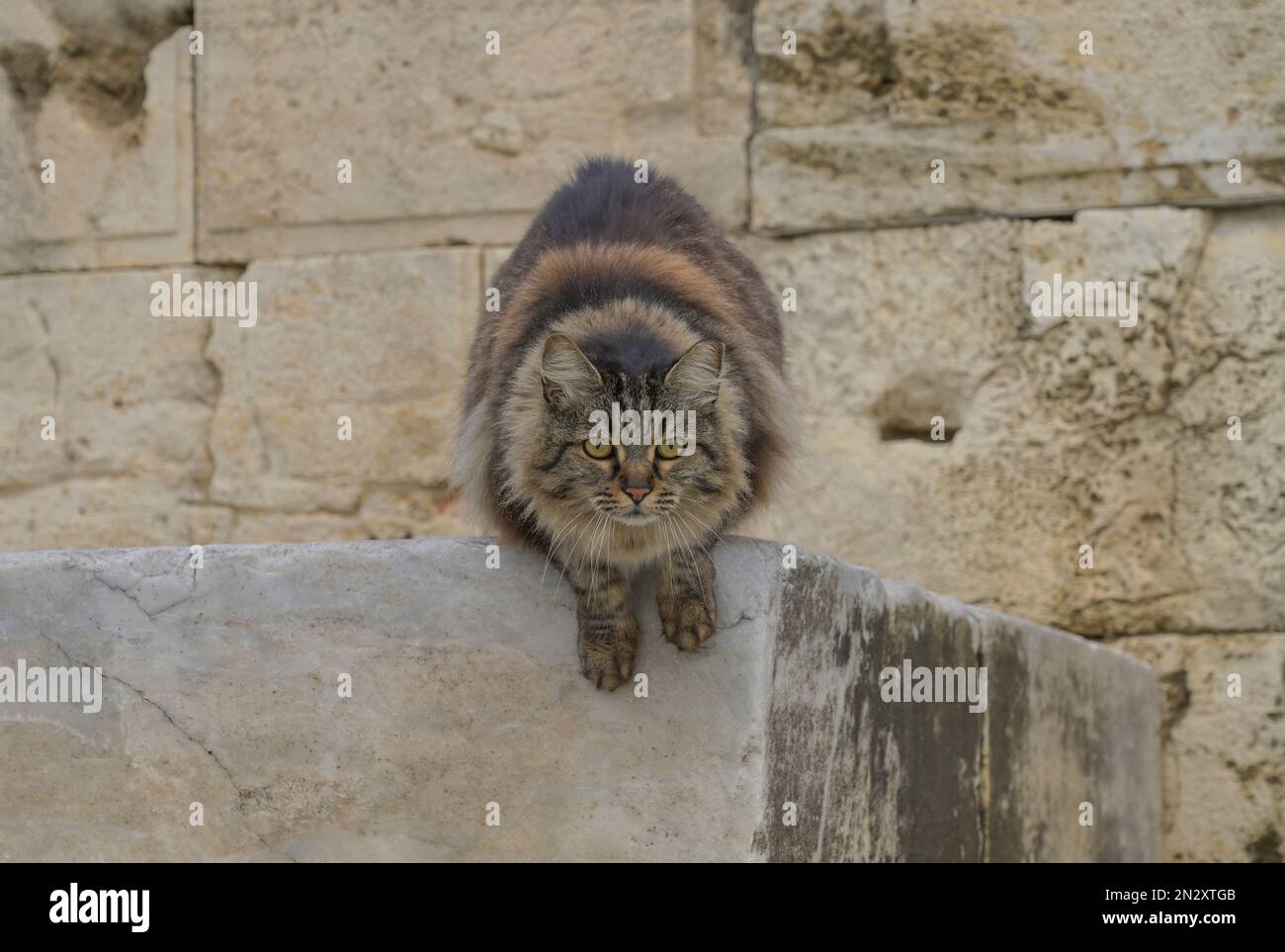 Katze an der Akropolis, Athen, Griechenland Banque D'Images