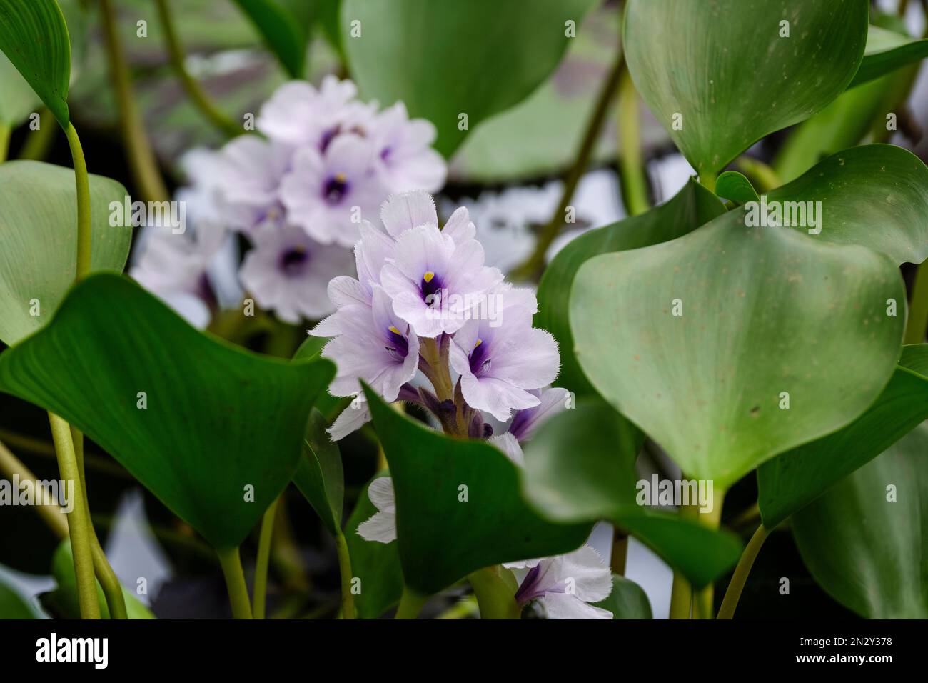 Eichhornia azurea, jacinthe d'eau ancrée, flottant ou submergé, aquatique vivace, fleurs bleu pâle avec des gorges à pois jaunes et violet foncé Banque D'Images