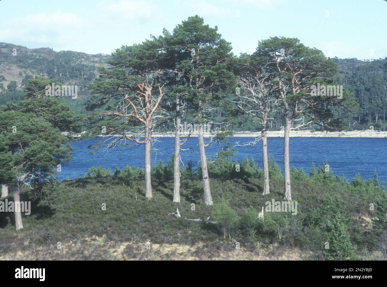 Caledonia Pine Trees Ecosse Banque D'Images