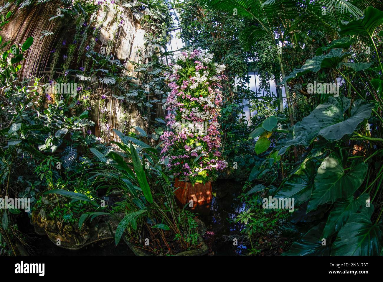 UNE EXPOSITION DE MILLE ET UNE ORCHIDÉES DANS LES GRANDES SERRES DU JARDIN DES PLANTES À PARIS Banque D'Images