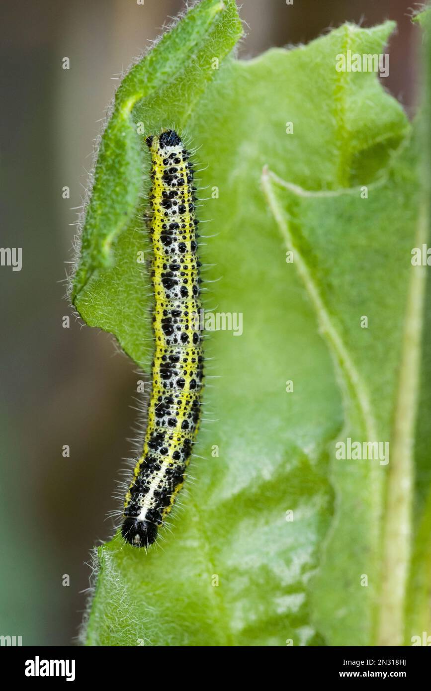 Un gros papillon blanc de chou (Pieris brassicae) caterpillar sur une feuille de roquette douce (Hesperis matronalis) dans un jardin, en Angleterre. Banque D'Images