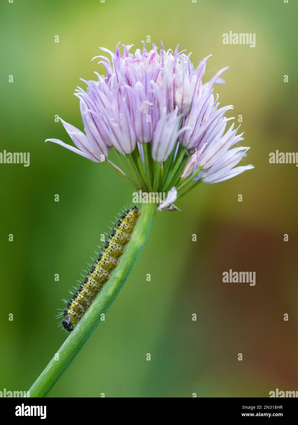 Un gros papillon blanc de chou (Pieris brassicae) caterpillar sur une tige de fleur de ciboulette dans un jardin, en Angleterre. Banque D'Images