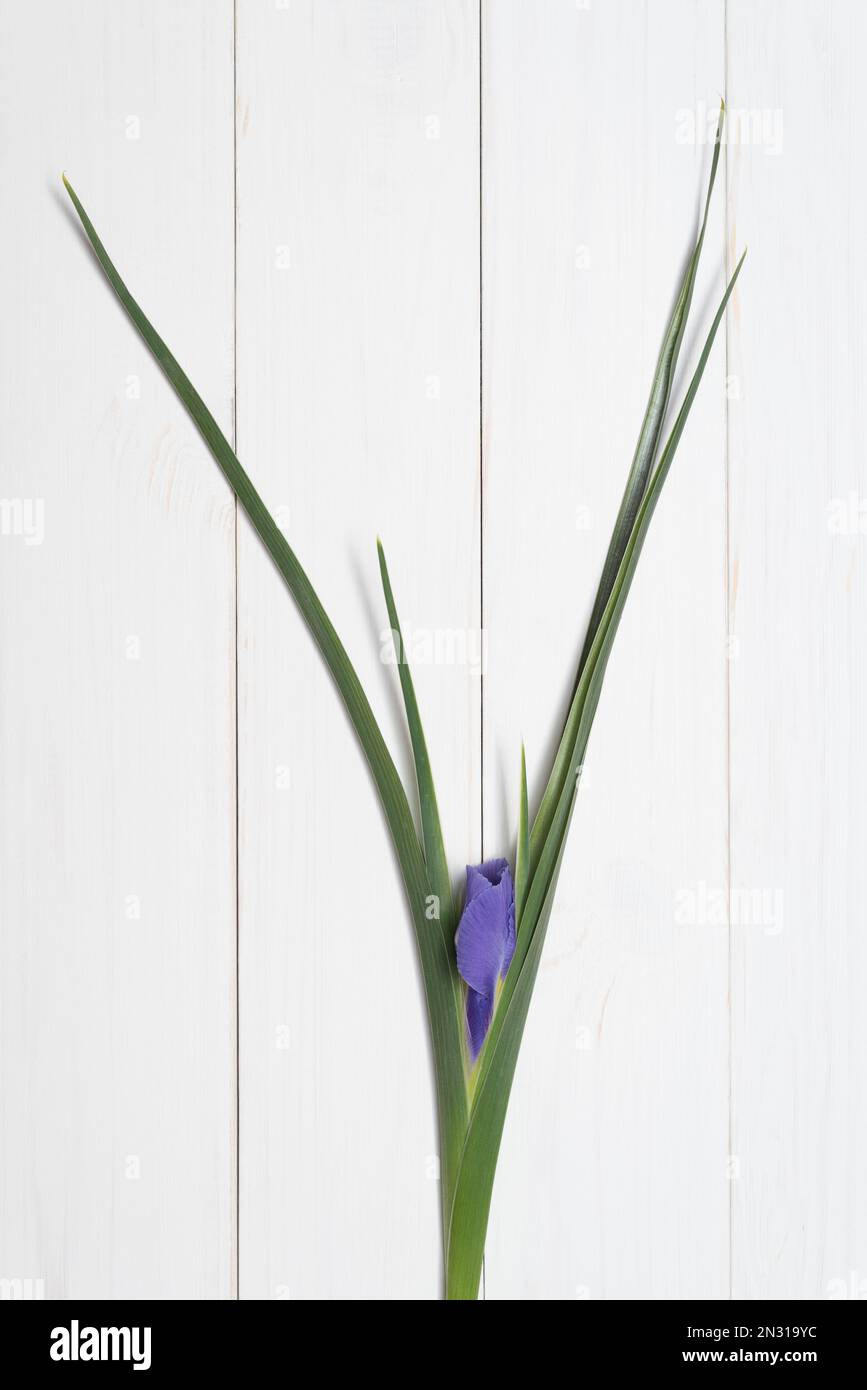 Fleur d'un iris violet avec des feuilles vertes sur fond blanc en bois. Mise en page à plat, vue de dessus Banque D'Images