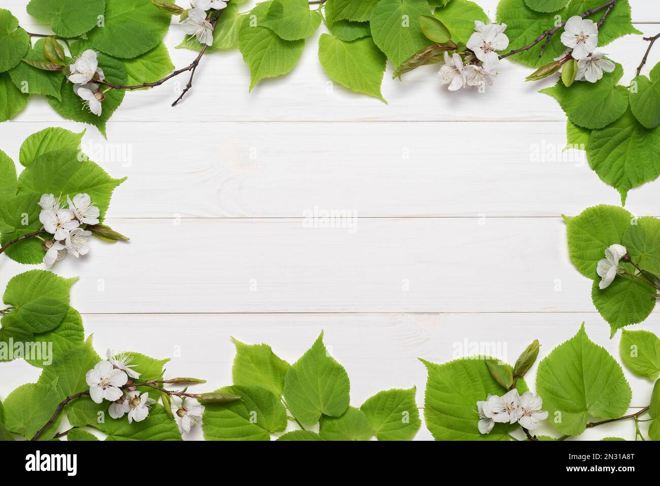 Cadre décoratif de feuilles de tilleul vert et de fleurs de cerisier sur fond de bois blanc. Modèle pour la conception. Mise en page à plat, vue de dessus Banque D'Images