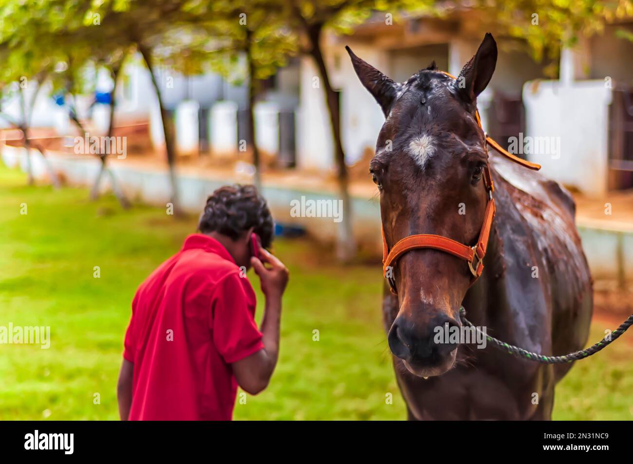 Une main stable prenant une pause pour parler au téléphone tout en nettoyant et en toilettant un cheval. Banque D'Images