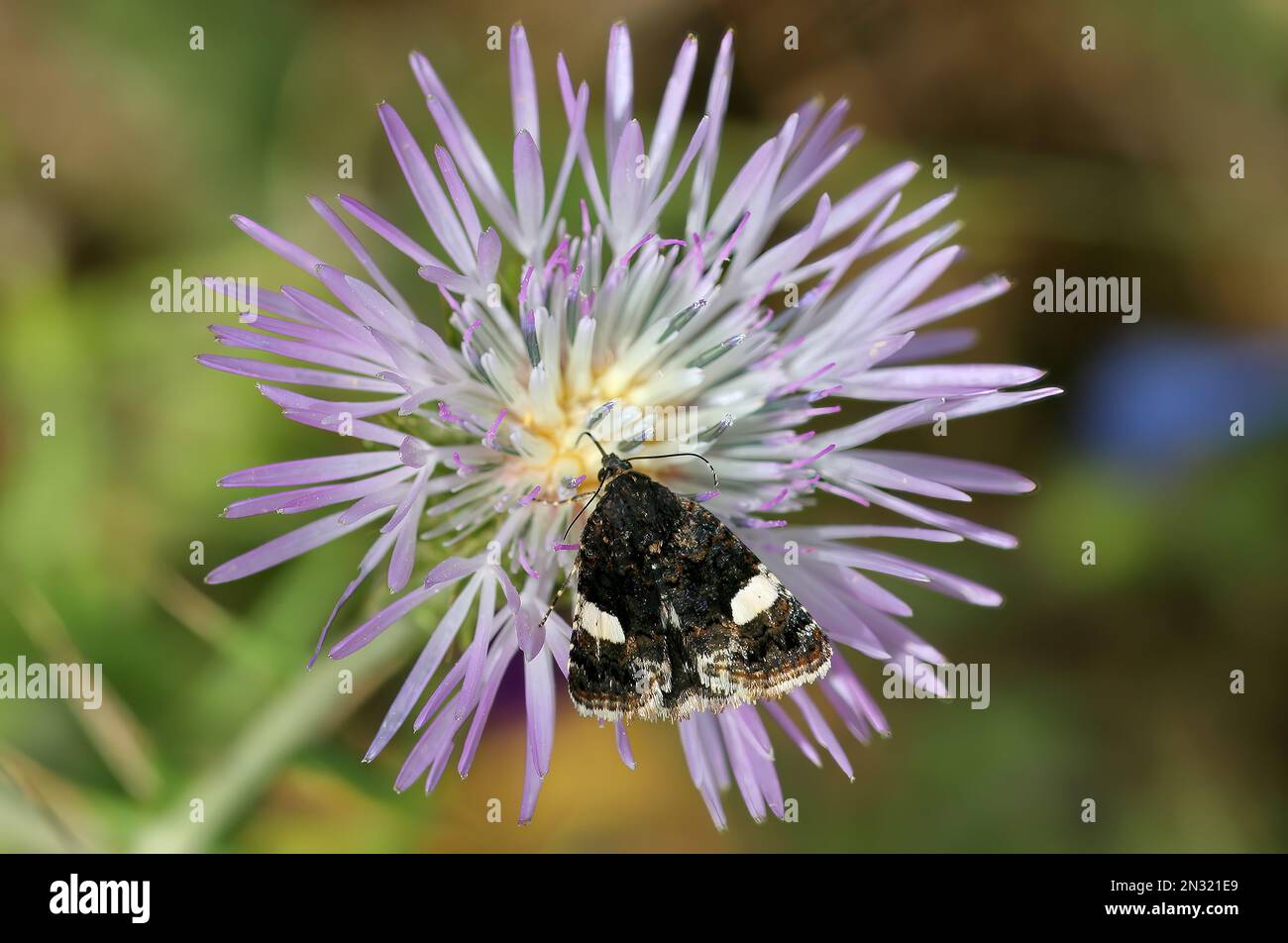 Les quatre Spotted (Tyta luctuosa) adulte se nourrissant sur la fleur Trapani, Sicile Avril Banque D'Images