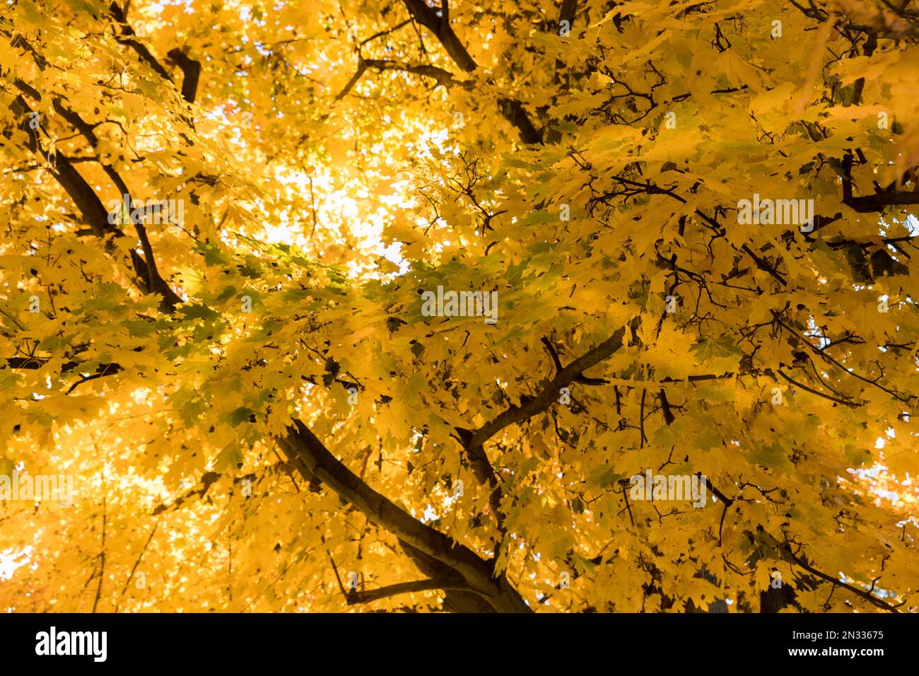 Les couleurs dorées des feuilles d'automne, un gros plan d'une branche rétroéclairé par le soleil du matin. Banque D'Images