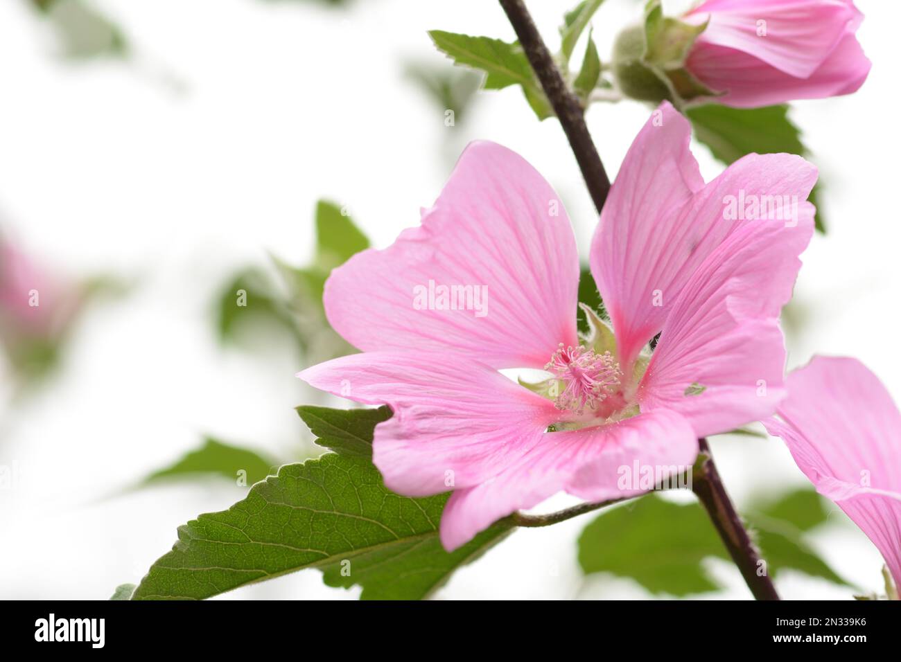 Photo de gros plan à clé élevée de fleurs de hollyhock rose, courte profondeur de champ Banque D'Images