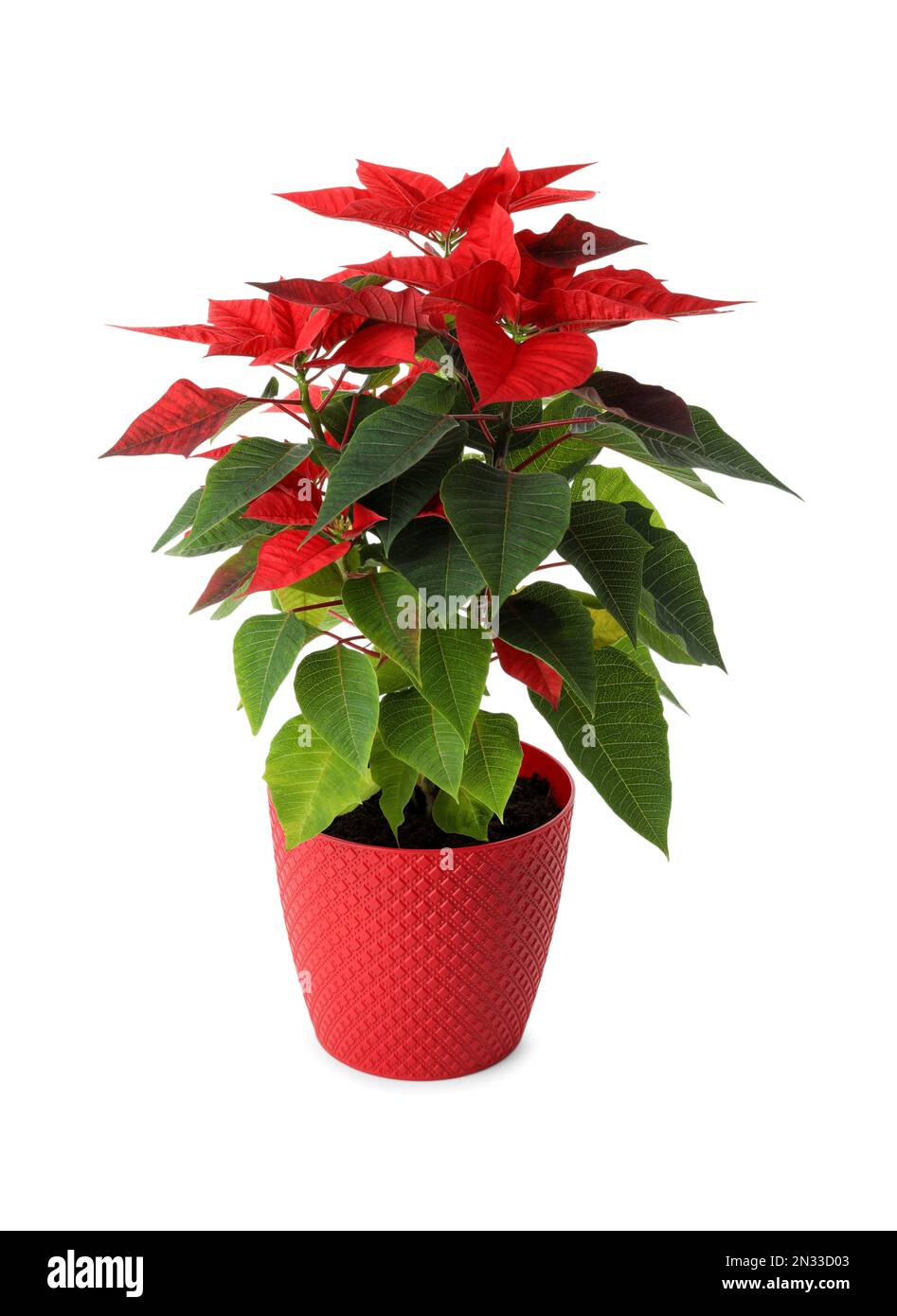 Magnifique poinsettia (fleur de Noël traditionnelle) en pot sur fond blanc  Photo Stock - Alamy