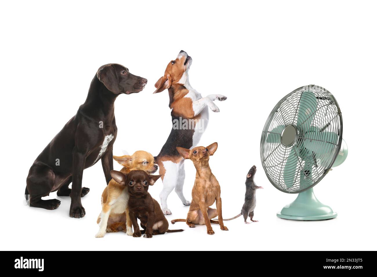 Les chiens et les rats sont adorables, près du ventilateur, sur fond blanc. Chaleur estivale Banque D'Images