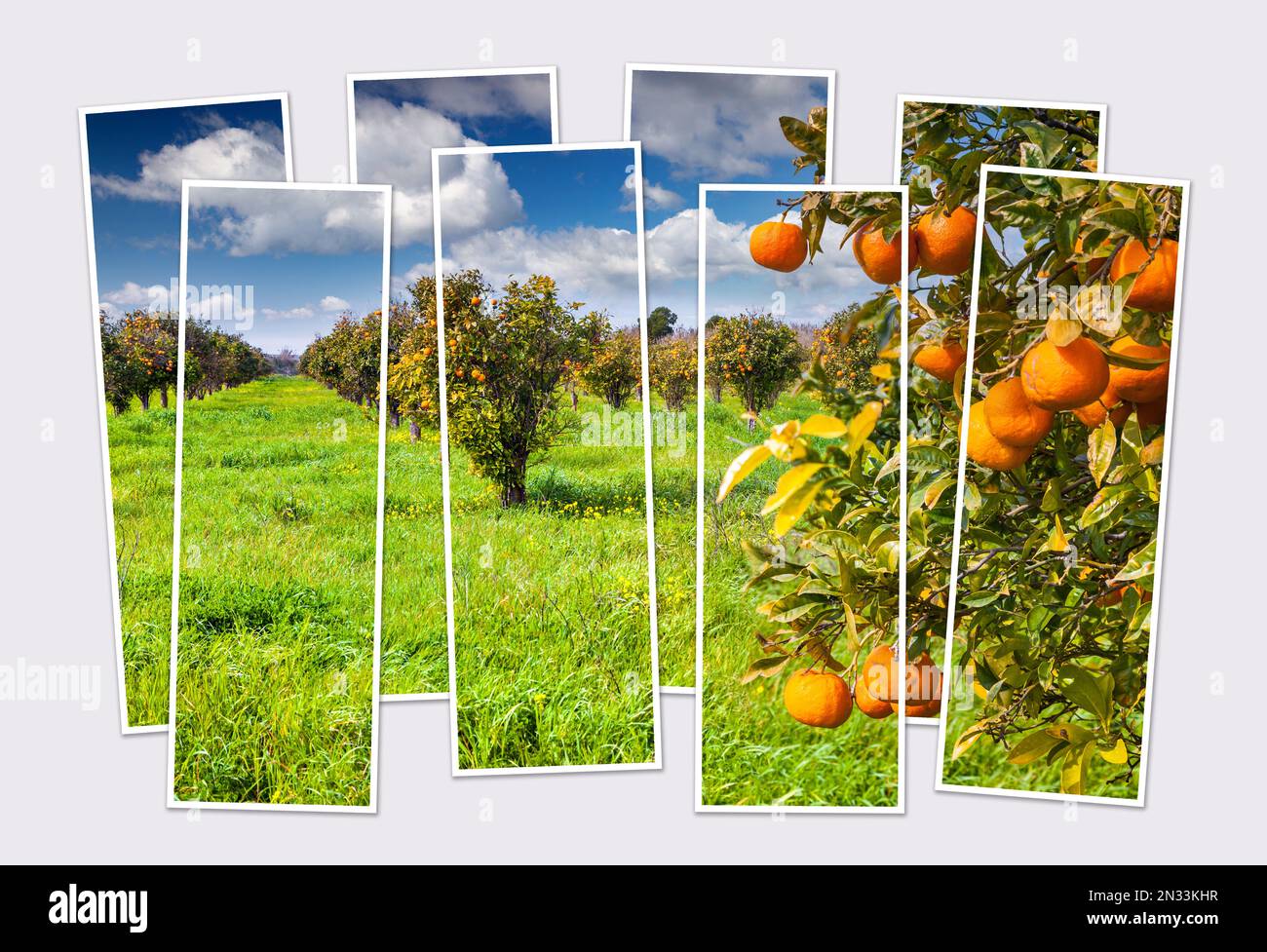 Isolé huit cadres collage de photo de jardin d'orange sur la Sicile, Italie. Pittoresque scène rurale de la ferme orange. Maquette de photo modulaire. Banque D'Images