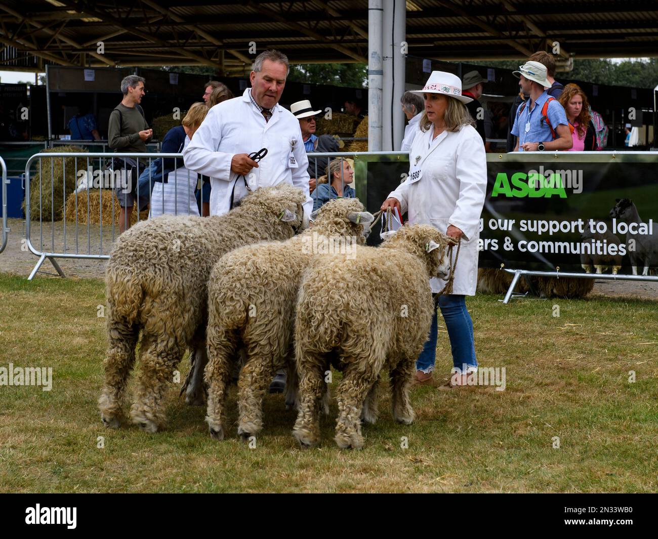 Les moutons de Lincoln Longwool (béliers de race rare prioritaire) se tiennent aux côtés des agriculteurs (homme femme) pour le jugement - The Great Yorkshire Show, Harrogate, Angleterre, Royaume-Uni. Banque D'Images