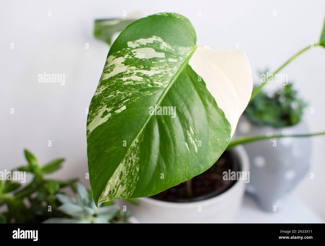Monstera deliciosa Albo. Plantes rares. Plante variégée. Usine de production de tendances Banque D'Images