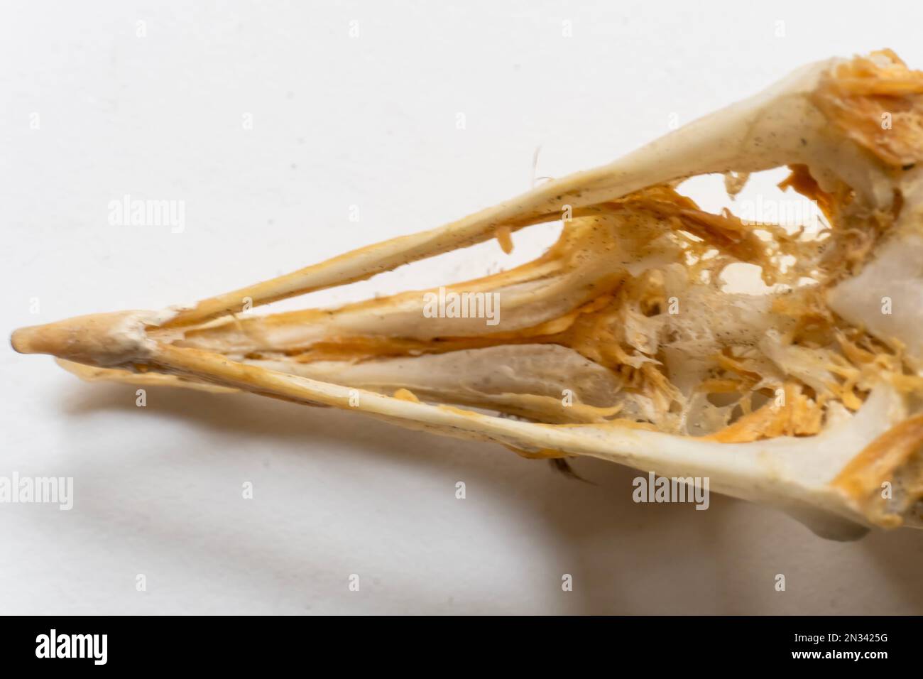 Mandibule supérieur et inférieur. Crâne d'oiseau. Anatomie des oiseaux. Système squelettique d'oiseau. Banque D'Images