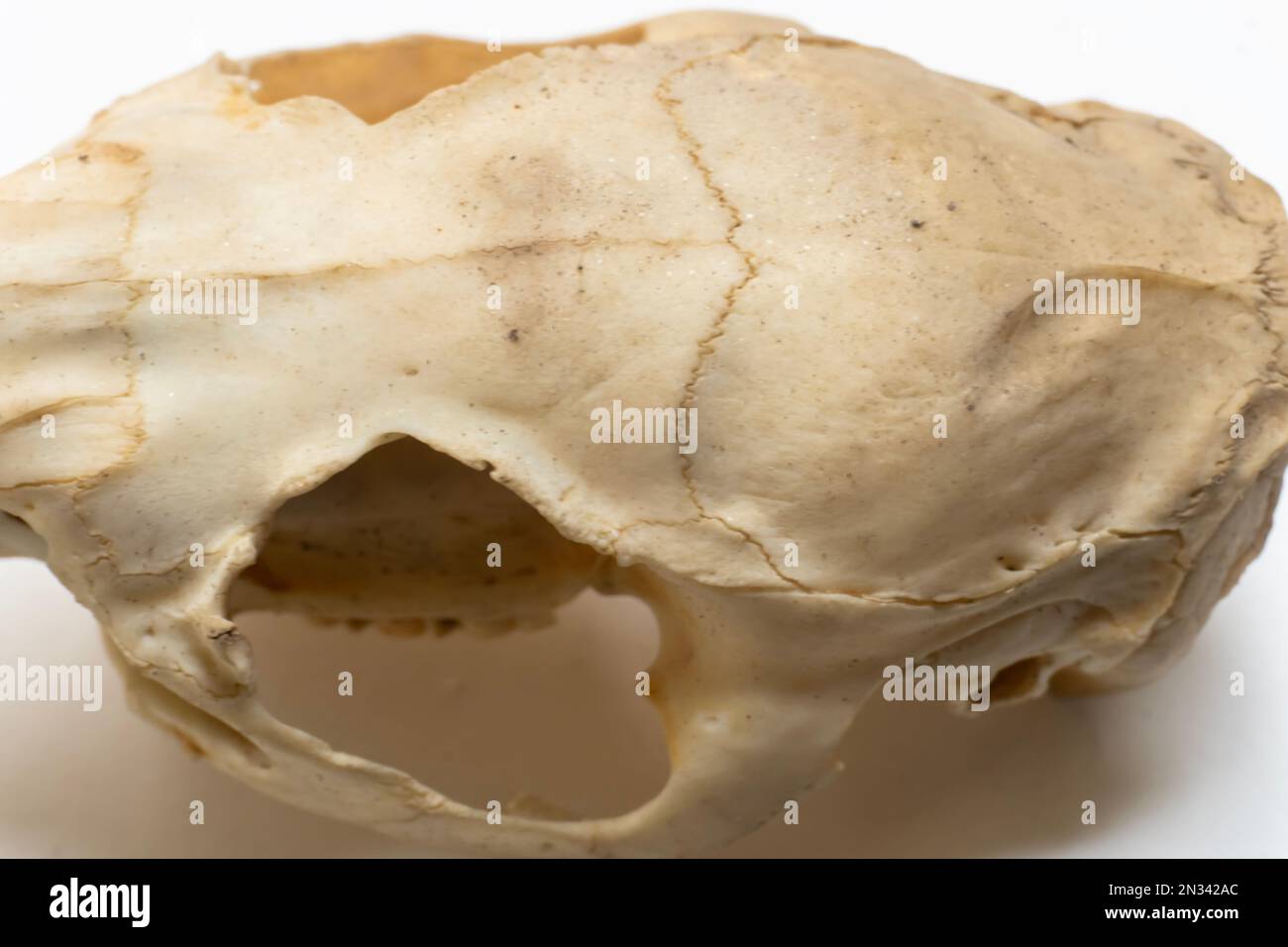 Vue rapprochée du crâne de l'oiseau. Anatomie des oiseaux. Système squelettique d'oiseau. Banque D'Images