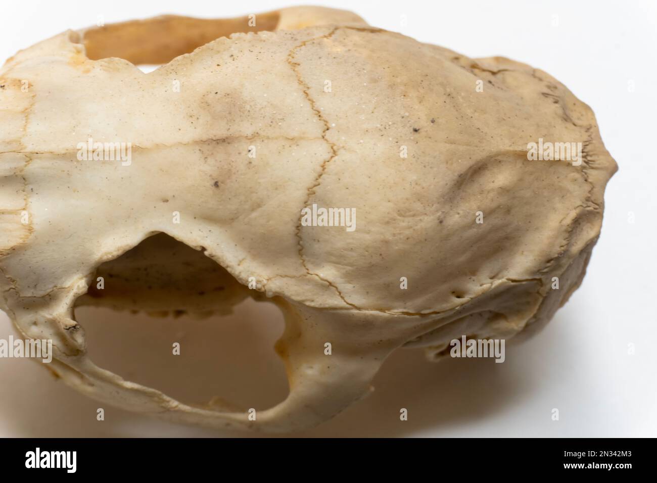 Vue dorsale du crâne de l'oiseau. Anatomie des oiseaux. Système squelettique d'oiseau. Banque D'Images