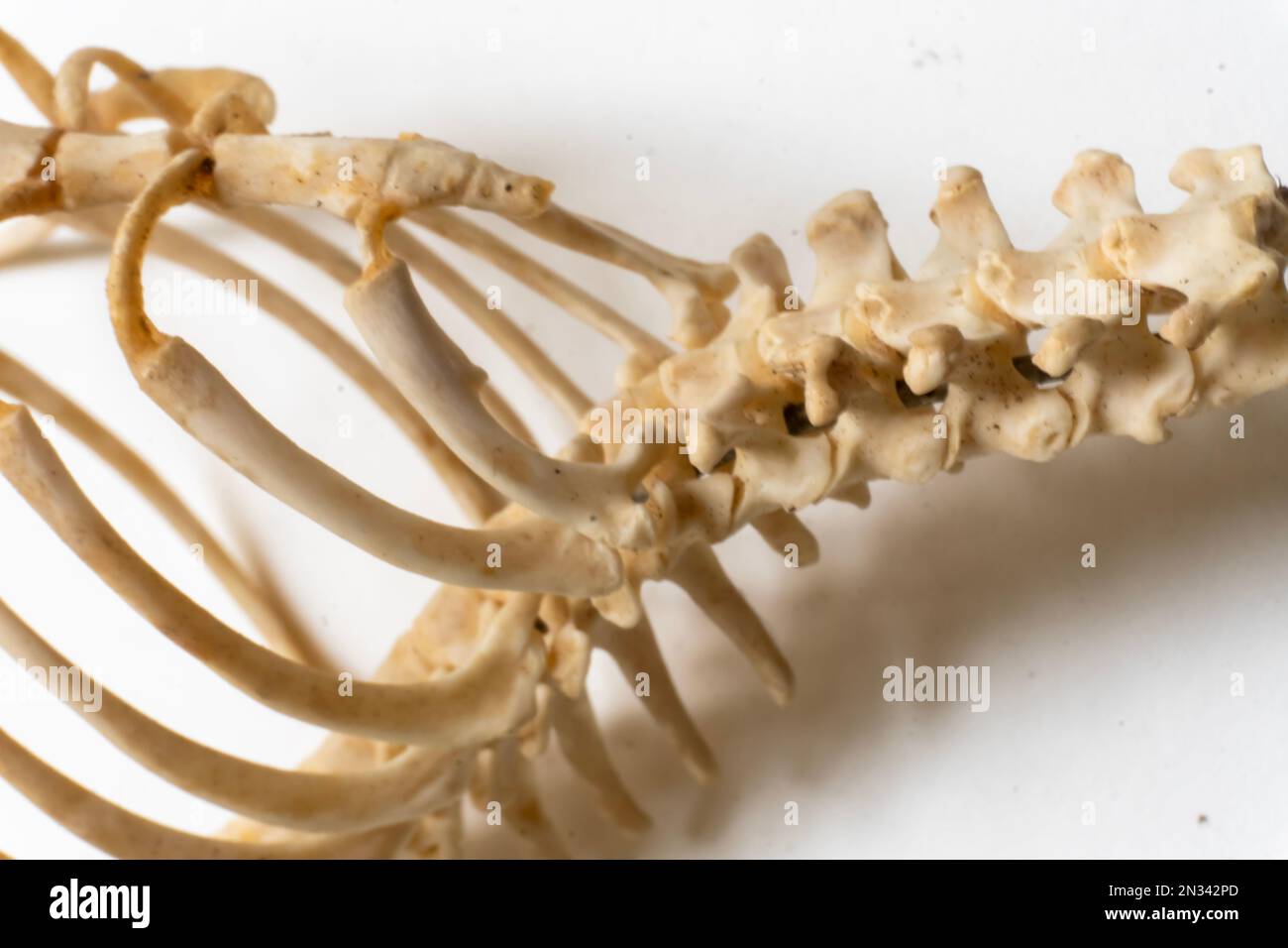 Anatomie des oiseaux. Système squelettique d'oiseau. Nombreuses côtes et vertèbres Banque D'Images