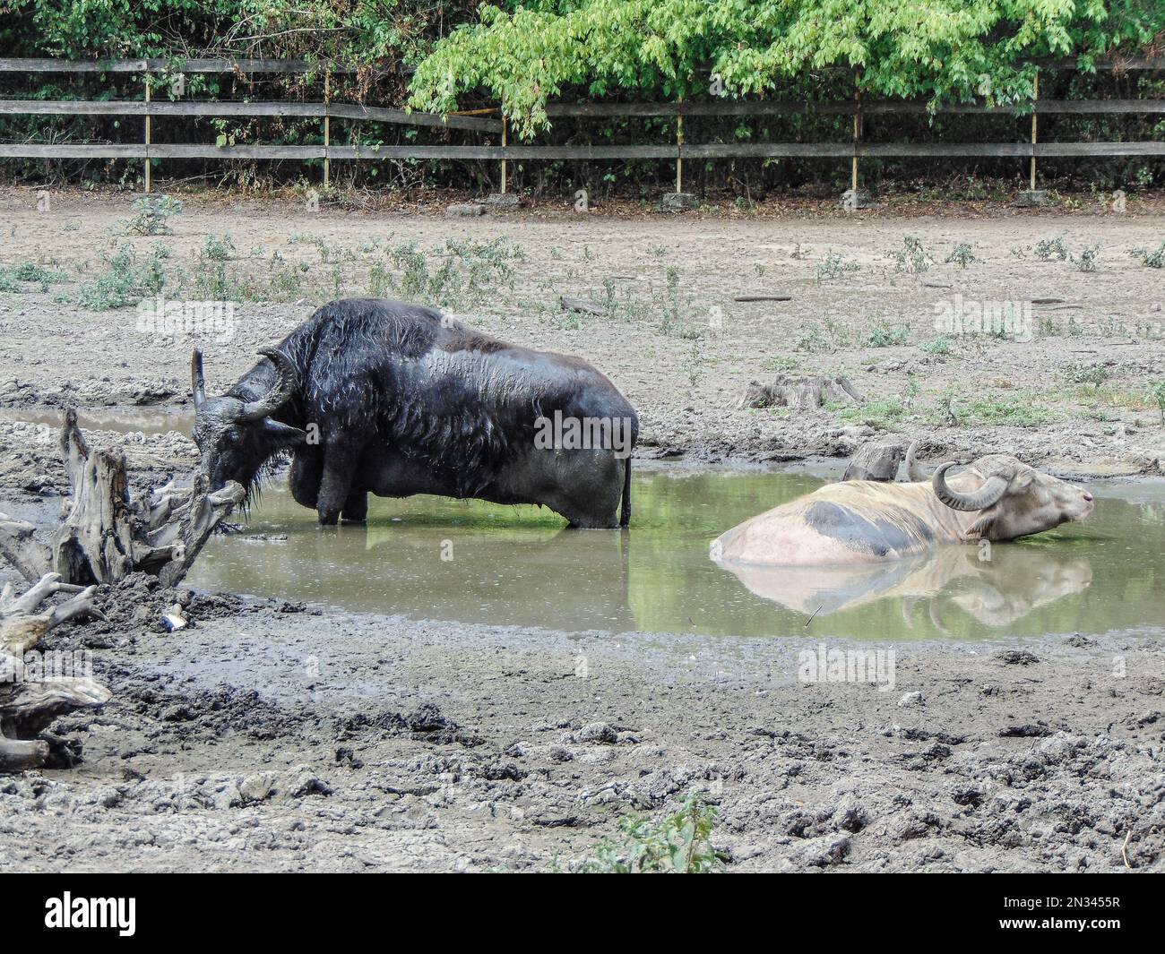 deux buffles se tiennent dans l'eau en été Banque D'Images