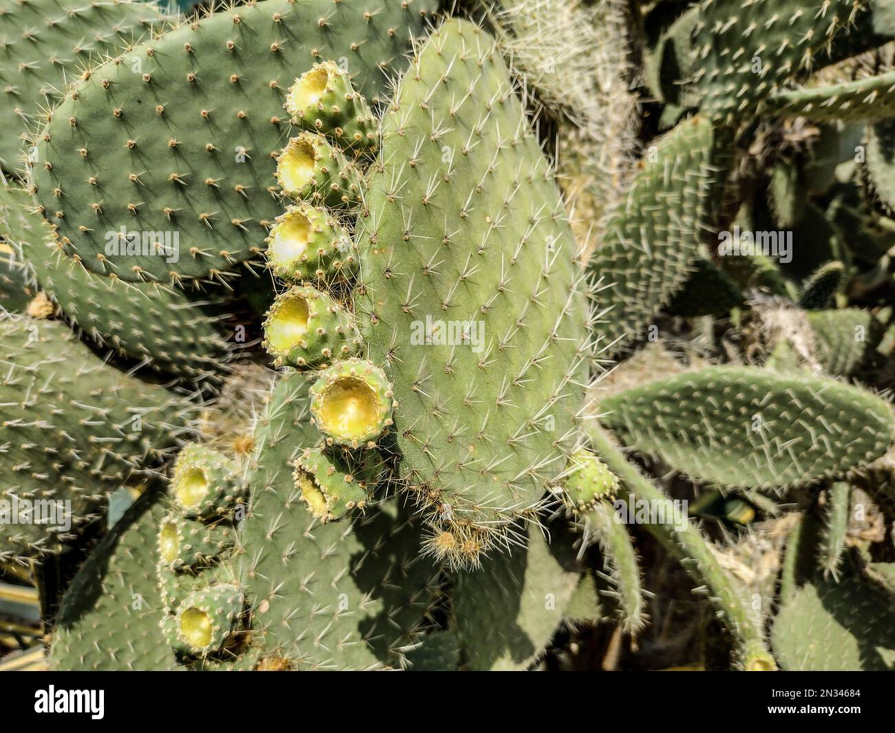 La barbe d'Aaron en forme de poire. Opuntia leucotricha cactus Banque D'Images