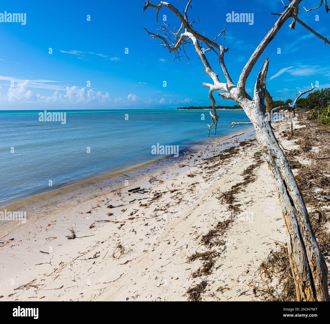 Forêt de mangroves de Barren sur la plage de Sandspur, Bahia Honda State Park, Floride, États-Unis Banque D'Images