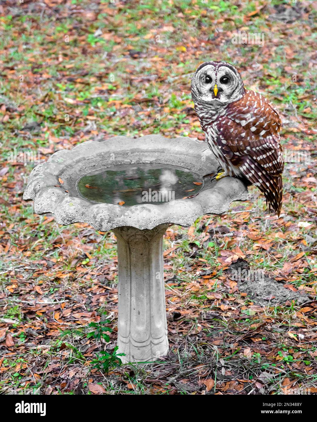 Les chouettes barbées ou Strix varia, sont également connus comme les chouettes de Hoot sont relativement grandes, surtout des chouettes nocturnes qui mangent presque tout ce qui est fait de viande dans Banque D'Images