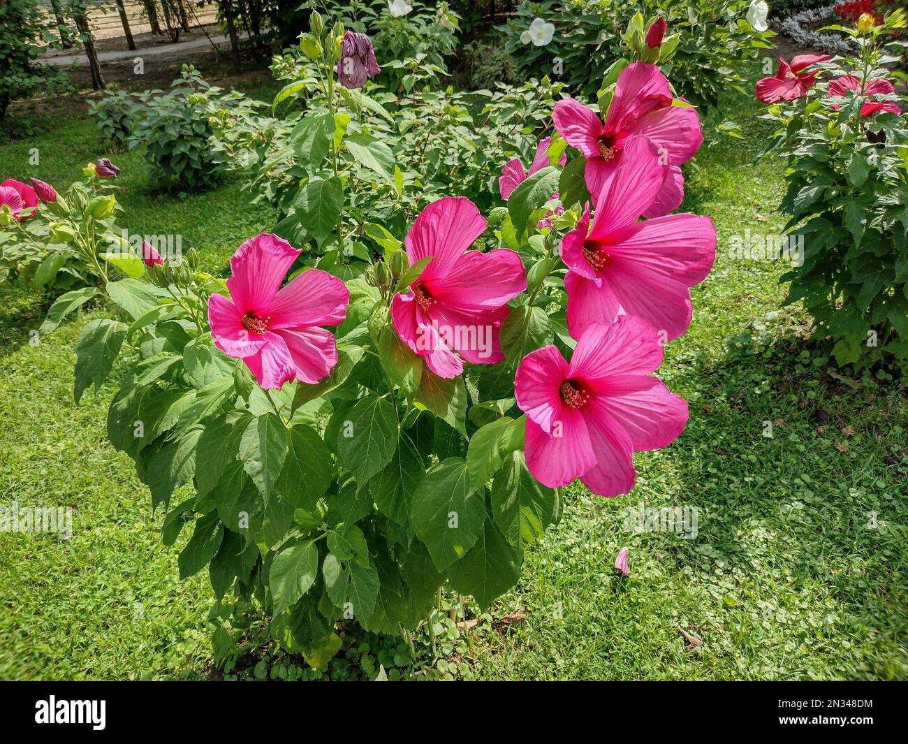 Marais Rose Mallow fleurit en été. Hibiscus palustris Banque D'Images