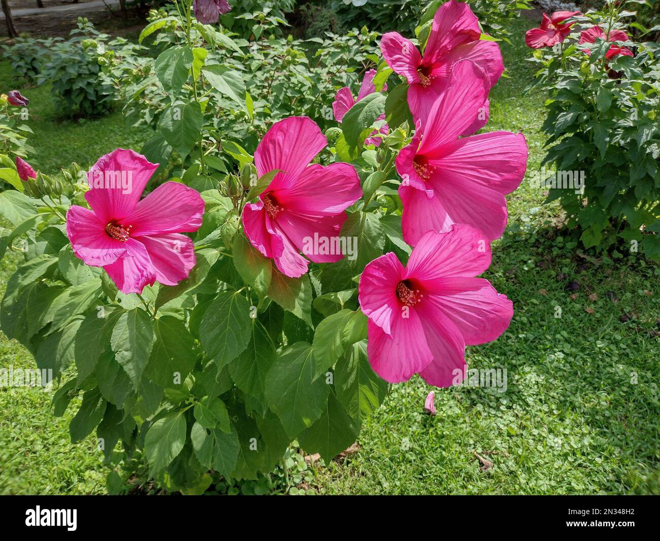 Marais Rose Mallow fleurit en été. Hibiscus palustris Banque D'Images