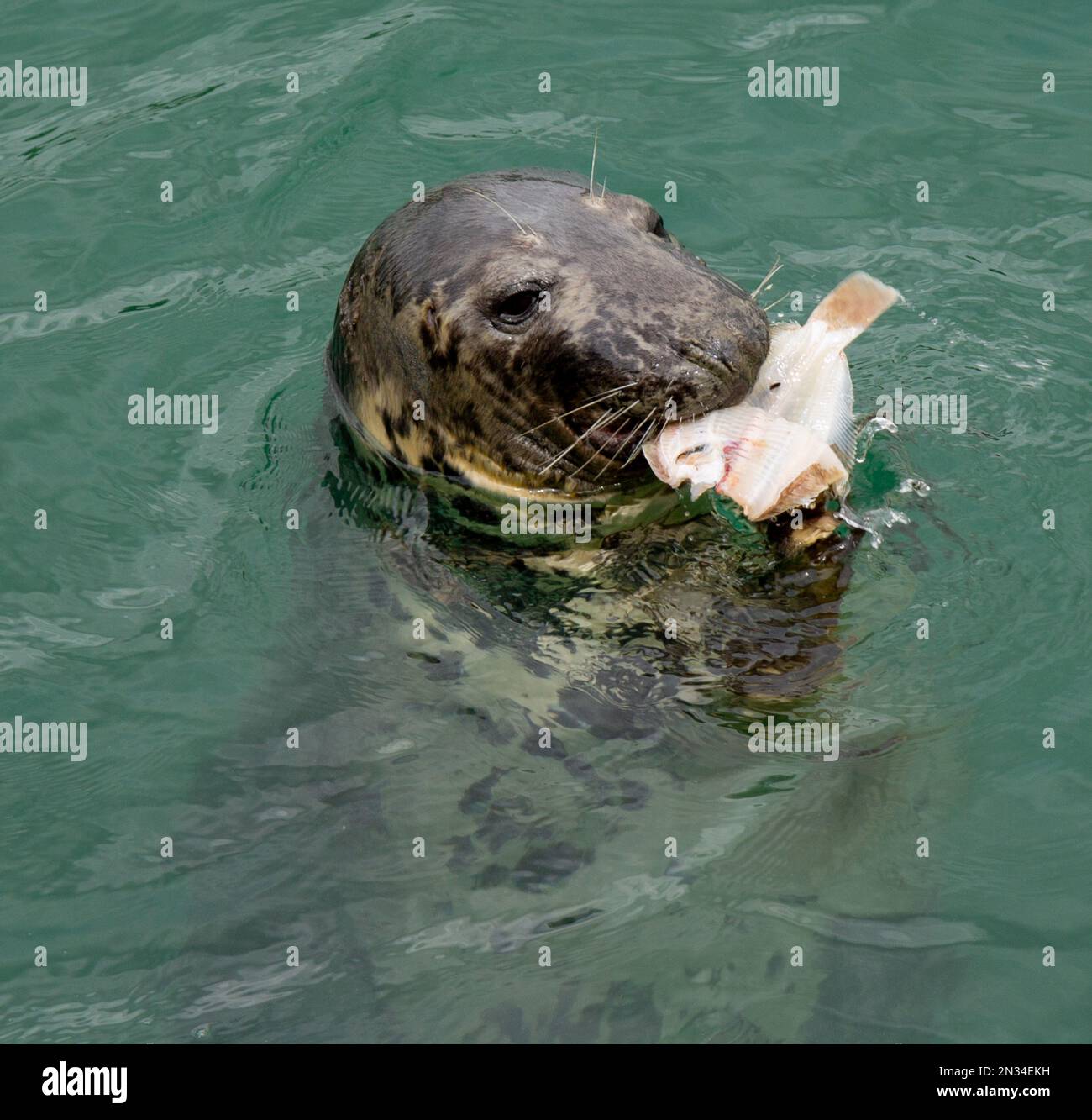 Phoque gris Halichoerus grypus manger un poisson de près. Banque D'Images