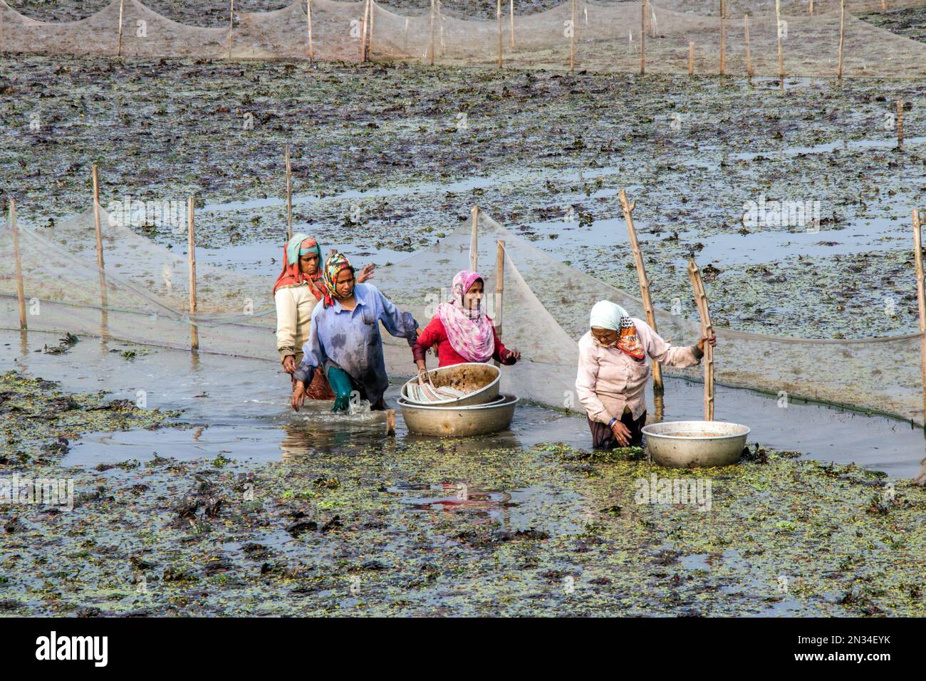 châtaigne d'eau (paniphal) collectant dans l'ouest rural du bengale inde Banque D'Images