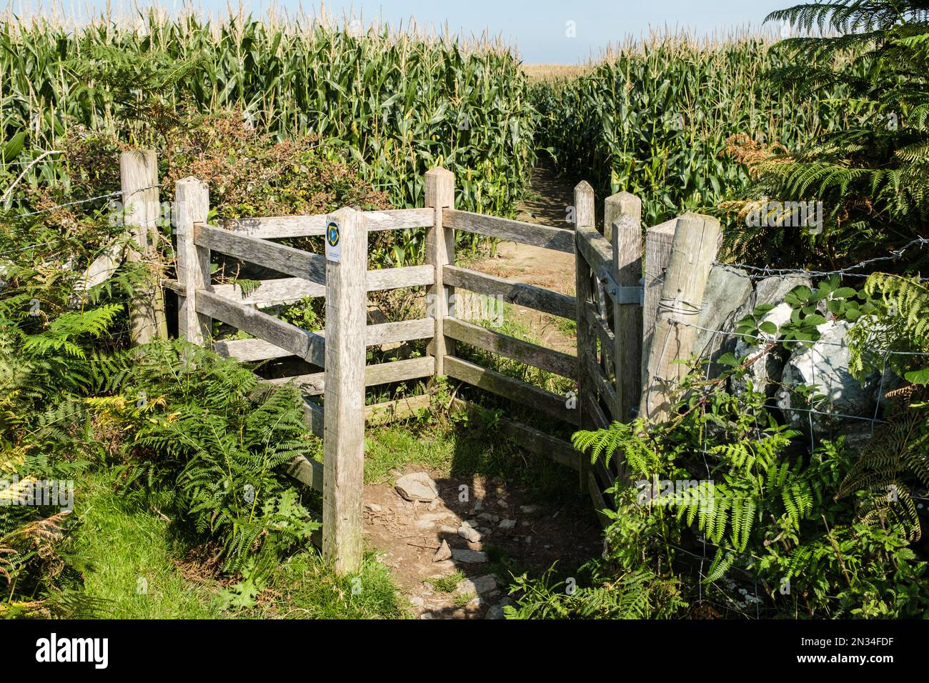 Porte de baiser et sentier public sur le chemin côtier à travers le champ de récolte de maïs. Llanfachraeth, île d'Anglesey, nord du pays de Galles, Royaume-Uni, Grande-Bretagne Banque D'Images
