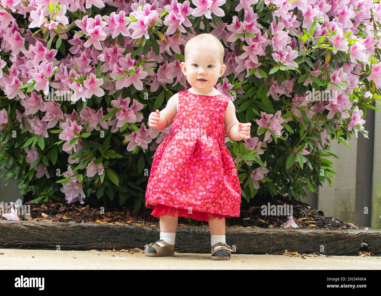 Adorable bébé fille dans une robe apprendre à marcher. Premiers pas d'un bébé près d'un buisson avec les fleurs roses Banque D'Images