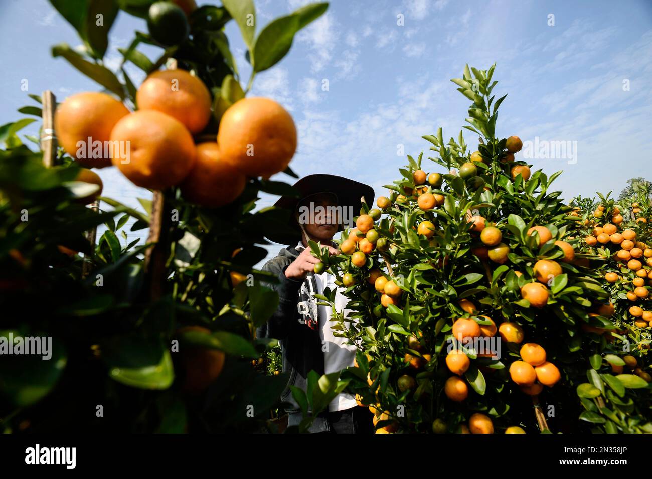 A farmhand trims a calamansi plant at a nursery in Sungai Buloh outside
