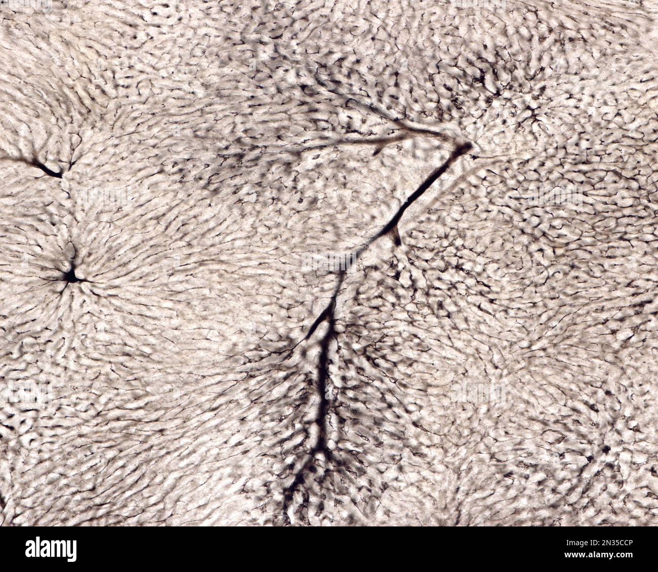 L'étude d'une microvasculature d'organe implique généralement le remplissage des vaisseaux sanguins avec une étiquette visible sous le microscope. Micrographe léger de liv Banque D'Images