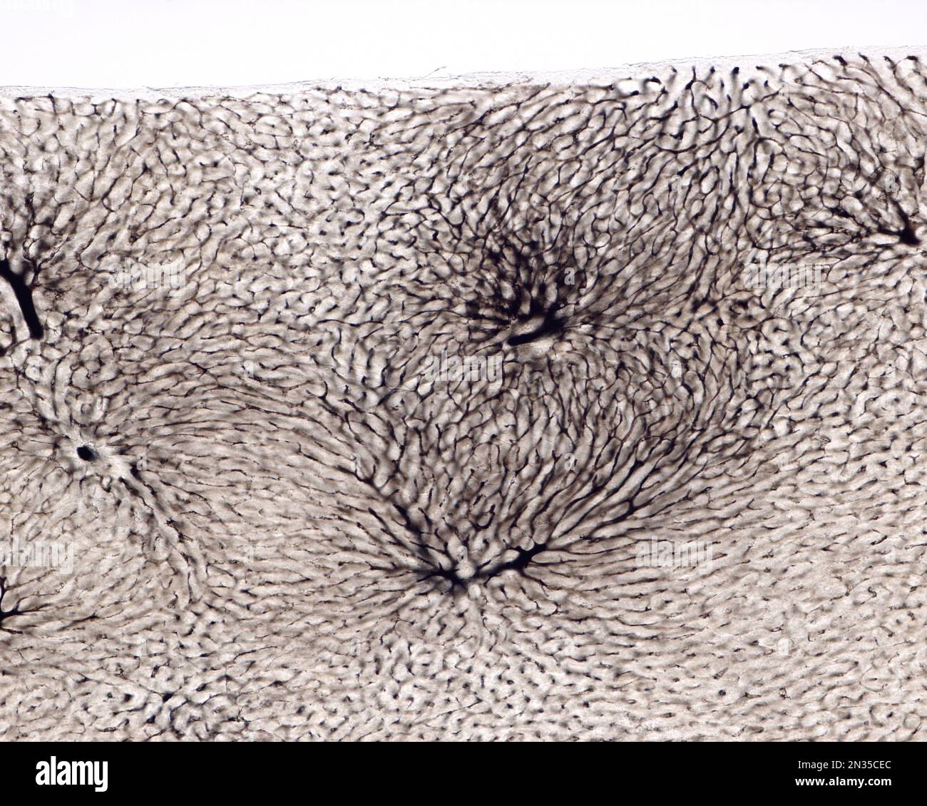 L'étude d'une microvasculature d'organe implique généralement le remplissage des vaisseaux sanguins avec une étiquette visible sous le microscope. Micrographe léger de liv Banque D'Images