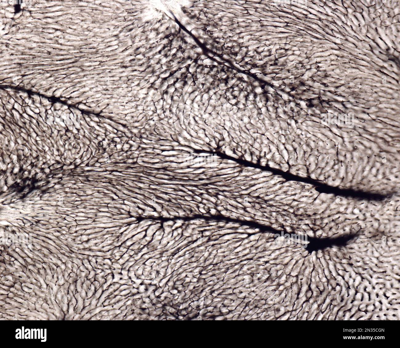 L'étude d'une microvasculature d'organe implique généralement le remplissage des vaisseaux sanguins avec une étiquette visible sous le microscope. Micrographe léger de liv Banque D'Images