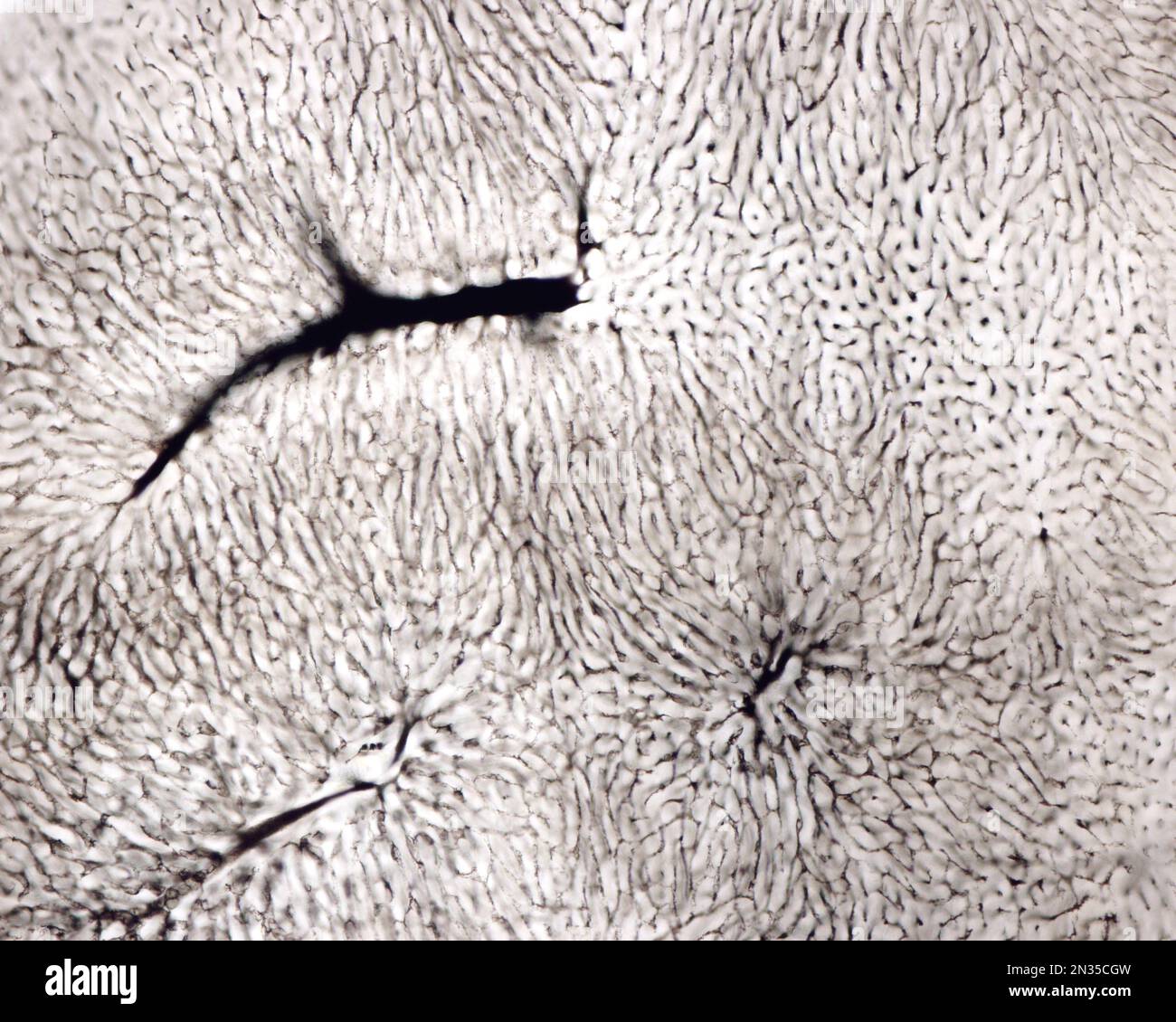 L'étude d'une microvasculature d'organe implique généralement le remplissage des vaisseaux sanguins avec une étiquette visible sous le microscope. Micrographe léger de liv Banque D'Images