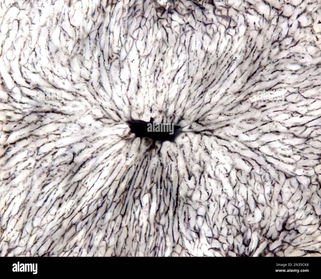 L'étude d'une microvasculature d'organe implique généralement le remplissage des vaisseaux sanguins avec une étiquette visible sous le microscope. Micrographe léger de liv Banque D'Images