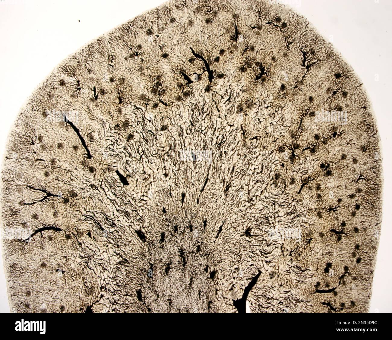 L'étude d'une microvasculature d'organe implique généralement le remplissage des vaisseaux sanguins avec une étiquette visible sous le microscope. Micro faible grossissement Banque D'Images