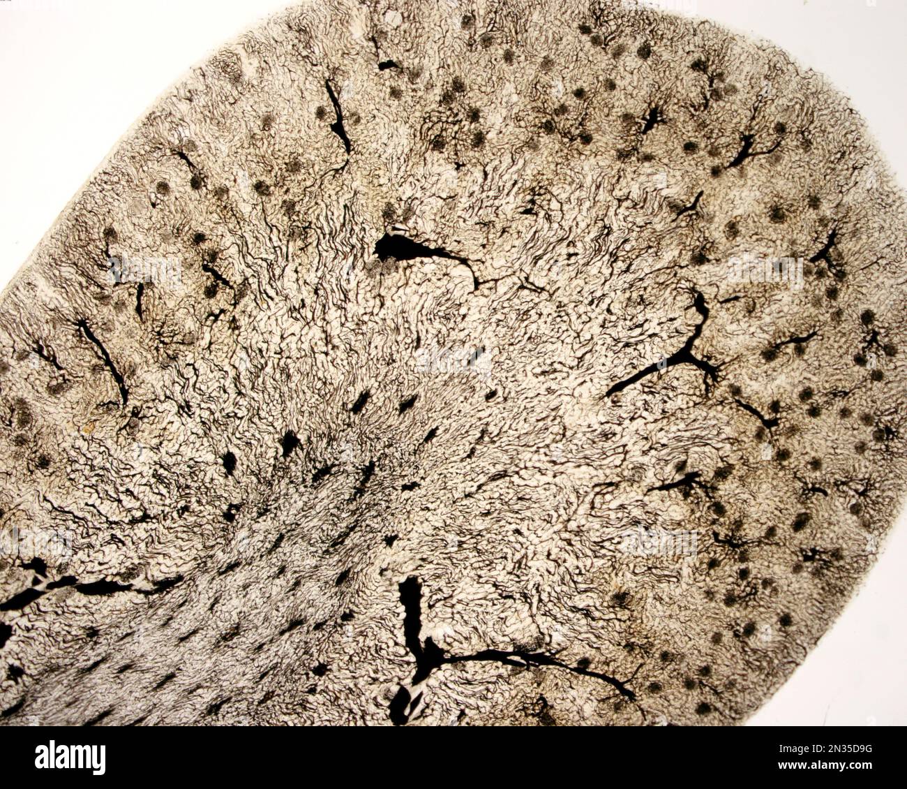 L'étude d'une microvasculature d'organe implique généralement le remplissage des vaisseaux sanguins avec une étiquette visible sous le microscope. Micro faible grossissement Banque D'Images