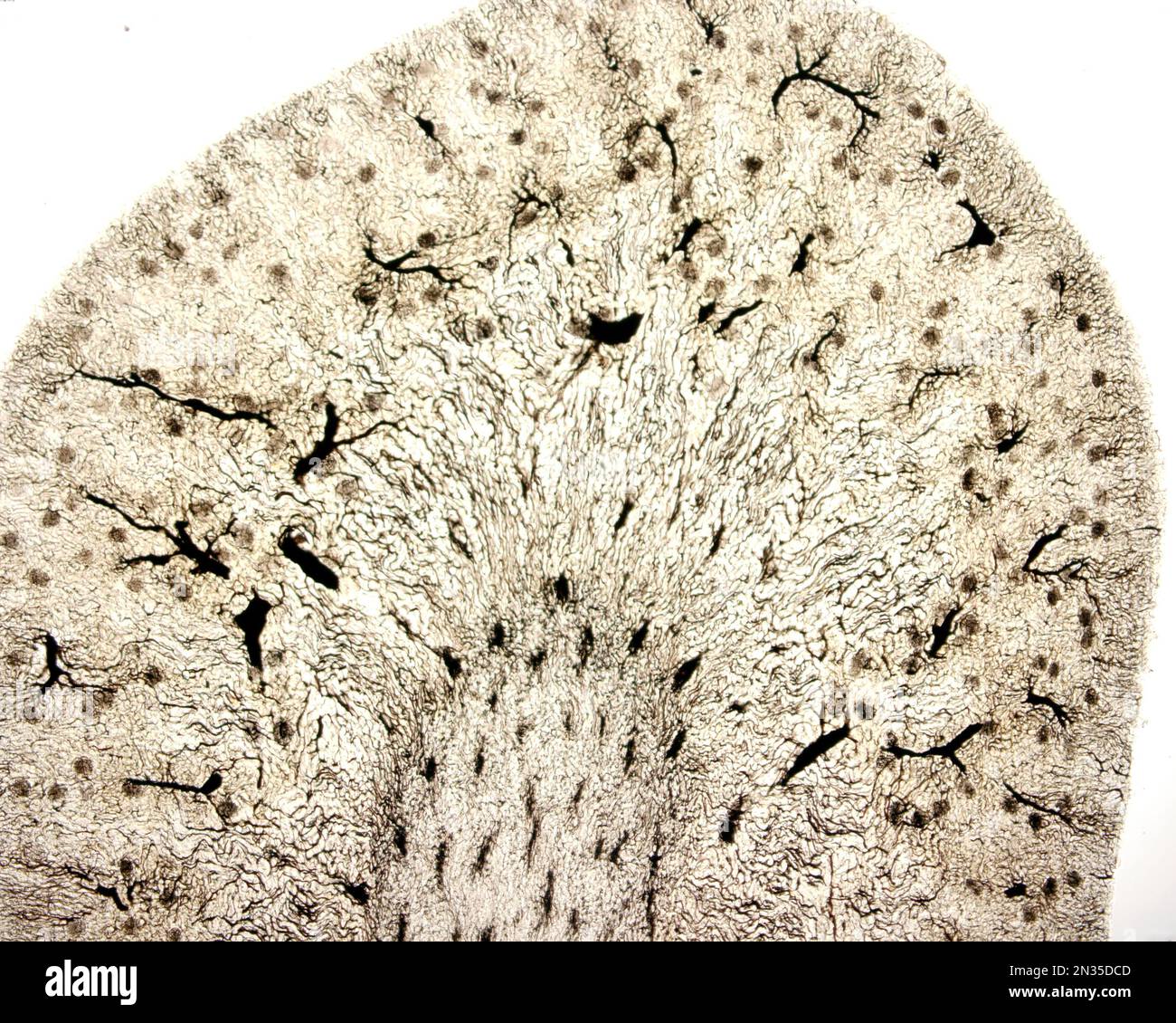 L'étude d'une microvasculature d'organe implique généralement le remplissage des vaisseaux sanguins avec une étiquette visible sous le microscope. Micro faible grossissement Banque D'Images