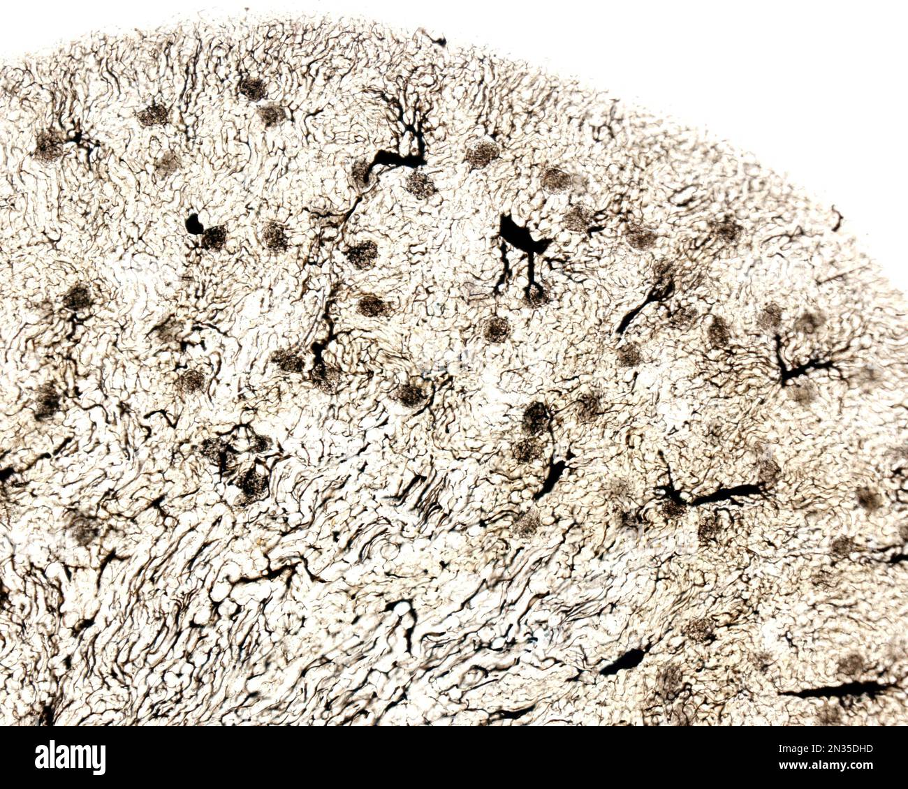 L'étude d'une microvasculature d'organe implique généralement le remplissage des vaisseaux sanguins avec une étiquette visible sous le microscope. Microscope léger microg Banque D'Images